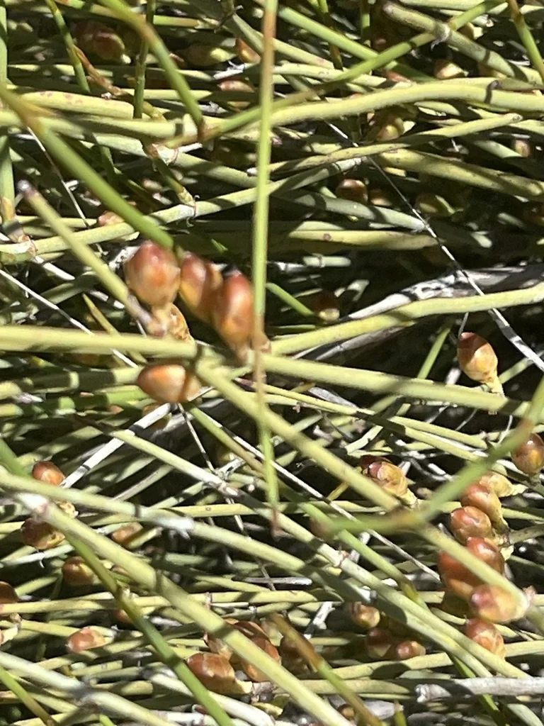Ephedra Californica
