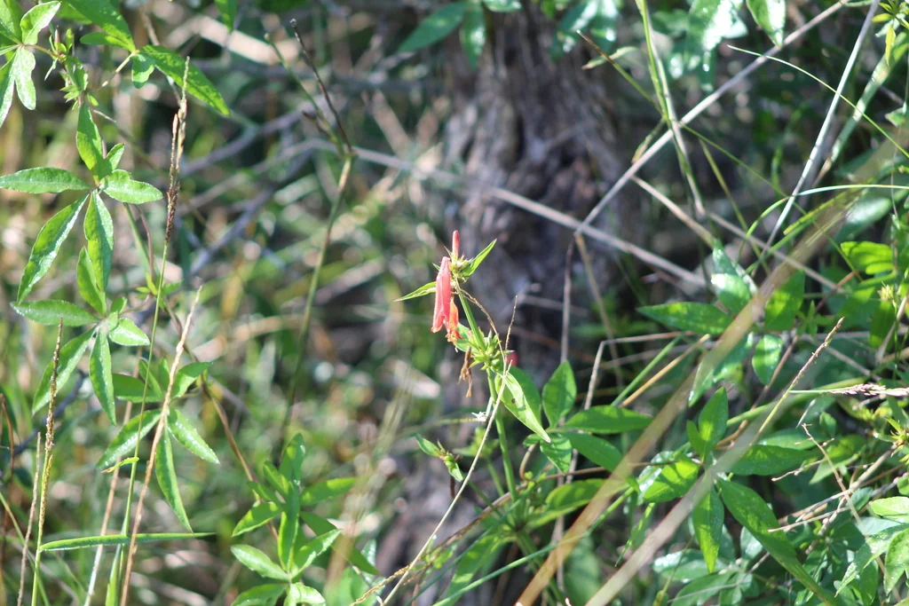 Dicliptera Suberecta