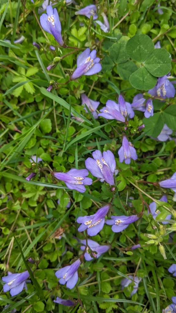 Mazus Reptans