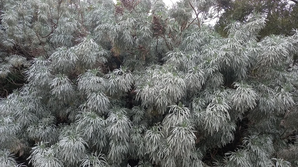 Artemisia Arborescens