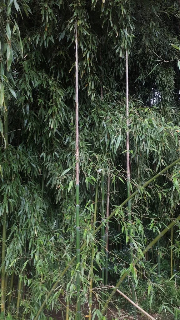 Phyllostachys Bambusoides