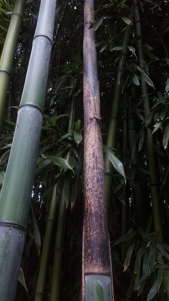 Phyllostachys Bambusoides
