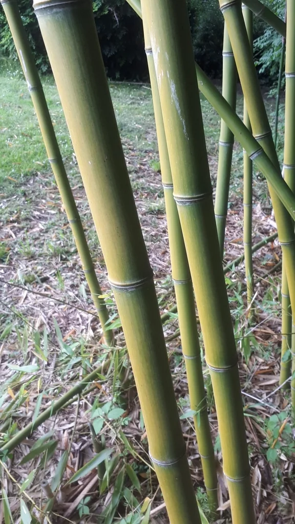 Phyllostachys Bambusoides