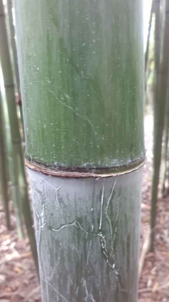 Phyllostachys Bambusoides