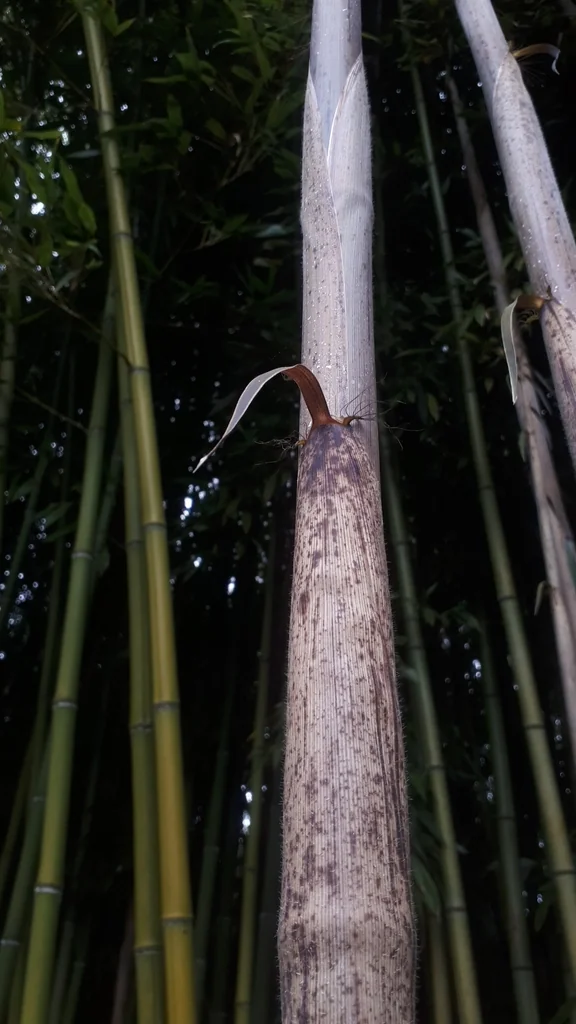 Phyllostachys Bambusoides