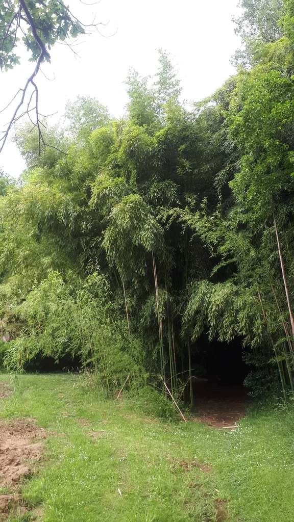Phyllostachys Bambusoides