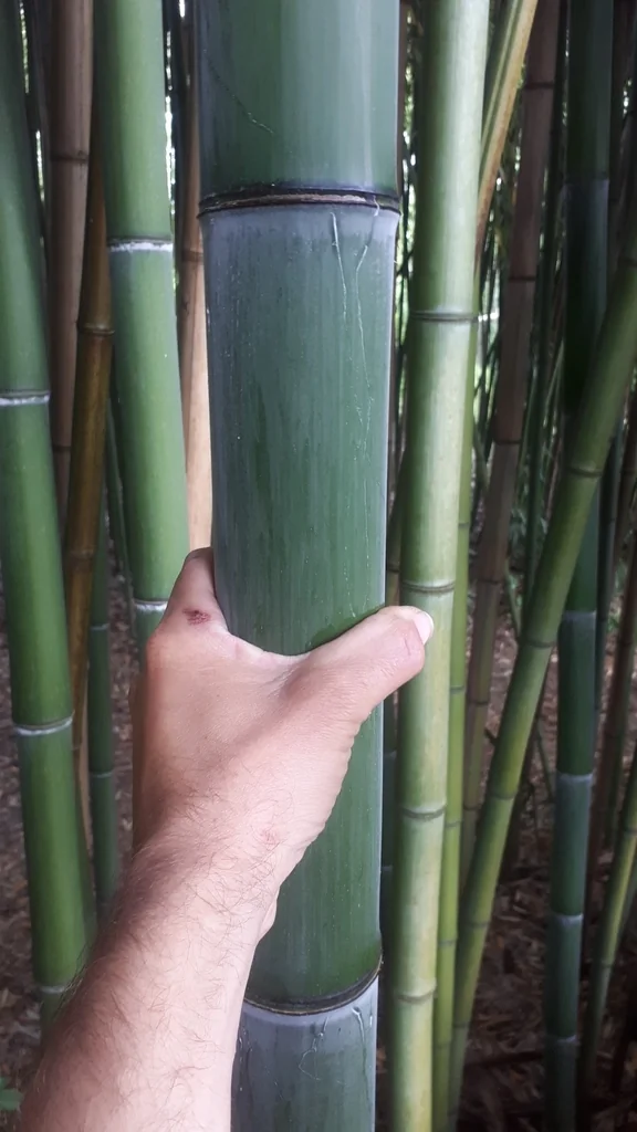 Phyllostachys Bambusoides