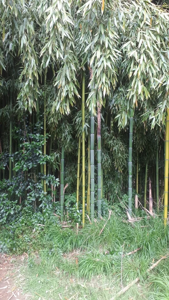 Phyllostachys Bambusoides