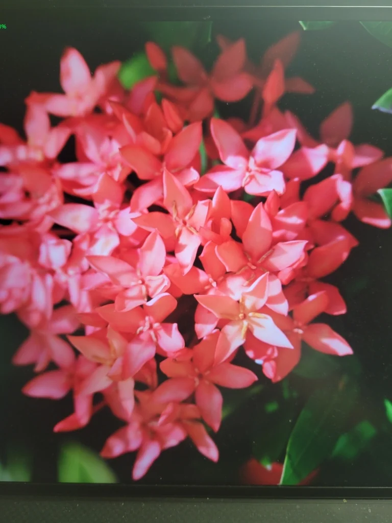 Ixora Coccinea