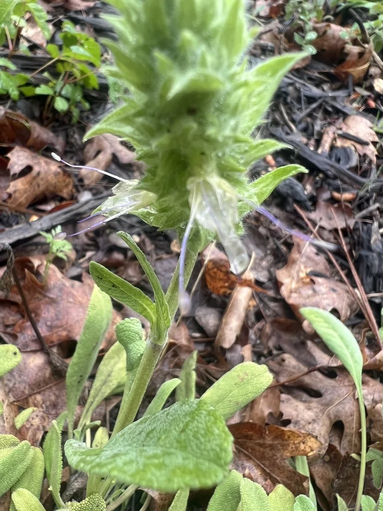 Salvia Sonomensis
