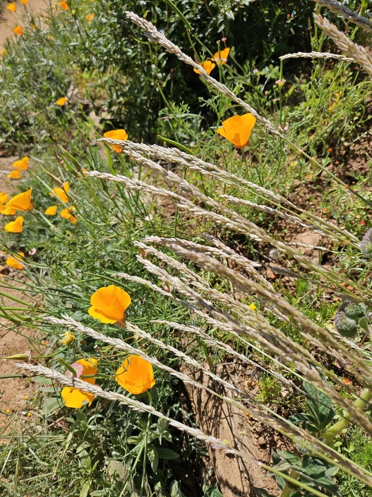 Melica Californica