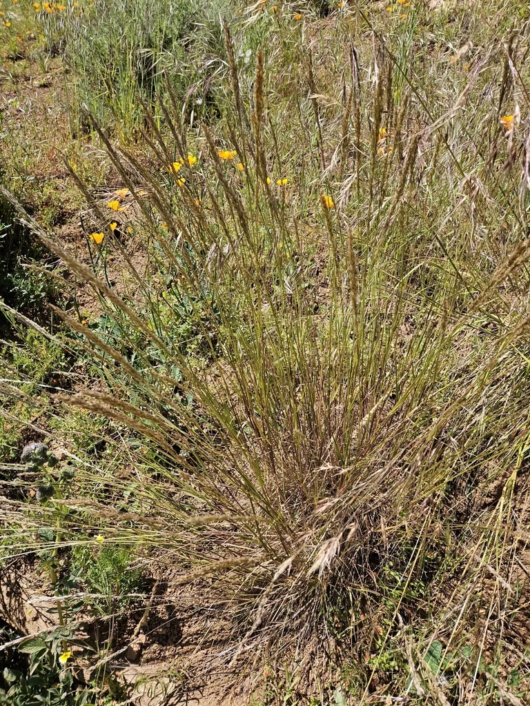 Melica Californica