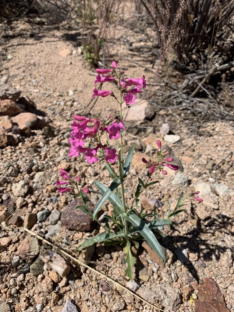 Penstemon Parryi