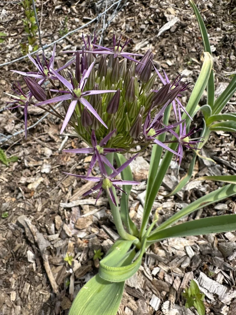 Allium Cristophii