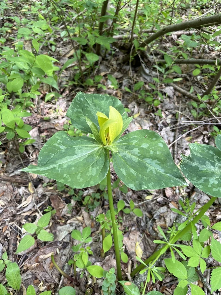 Trillium Luteum