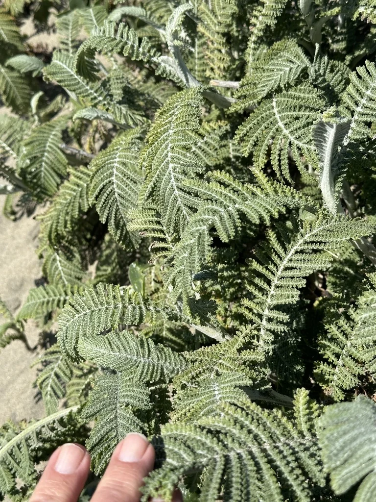 Tanacetum Camphoratum