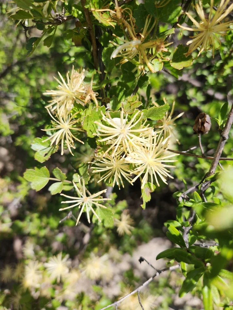 Clematis Pauciflora