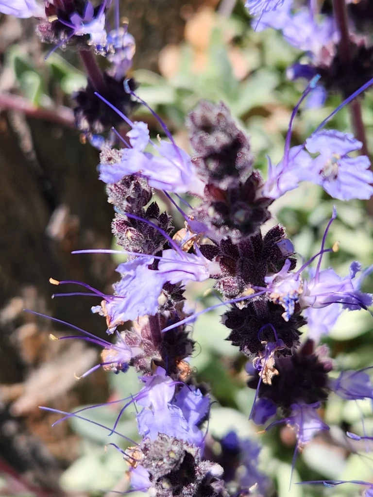 Salvia Sonomensis