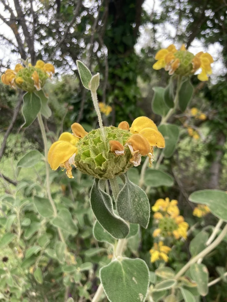 Phlomis Fruticosa