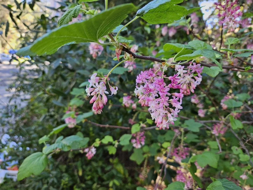 Ribes Sanguineum Glutinosum