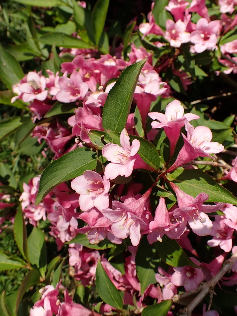 Weigela florida