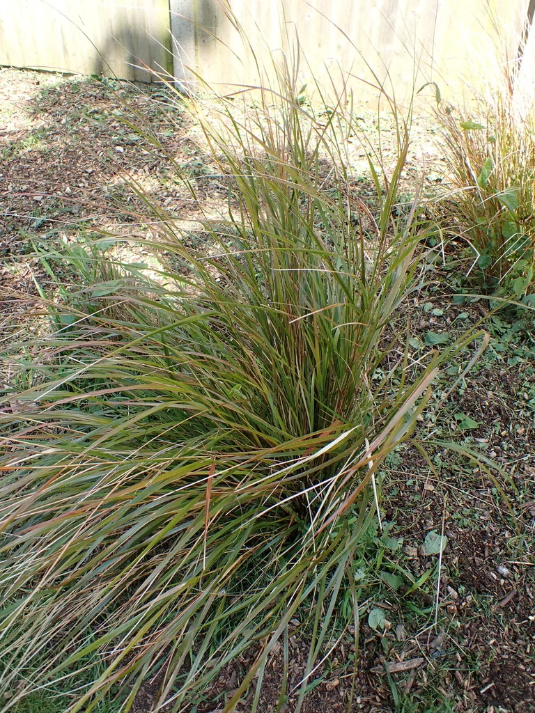 Anemanthele Lessoniana