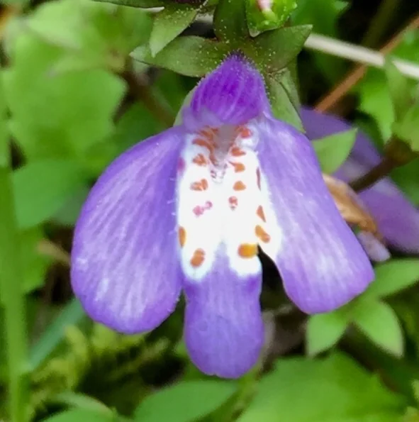Mazus Reptans