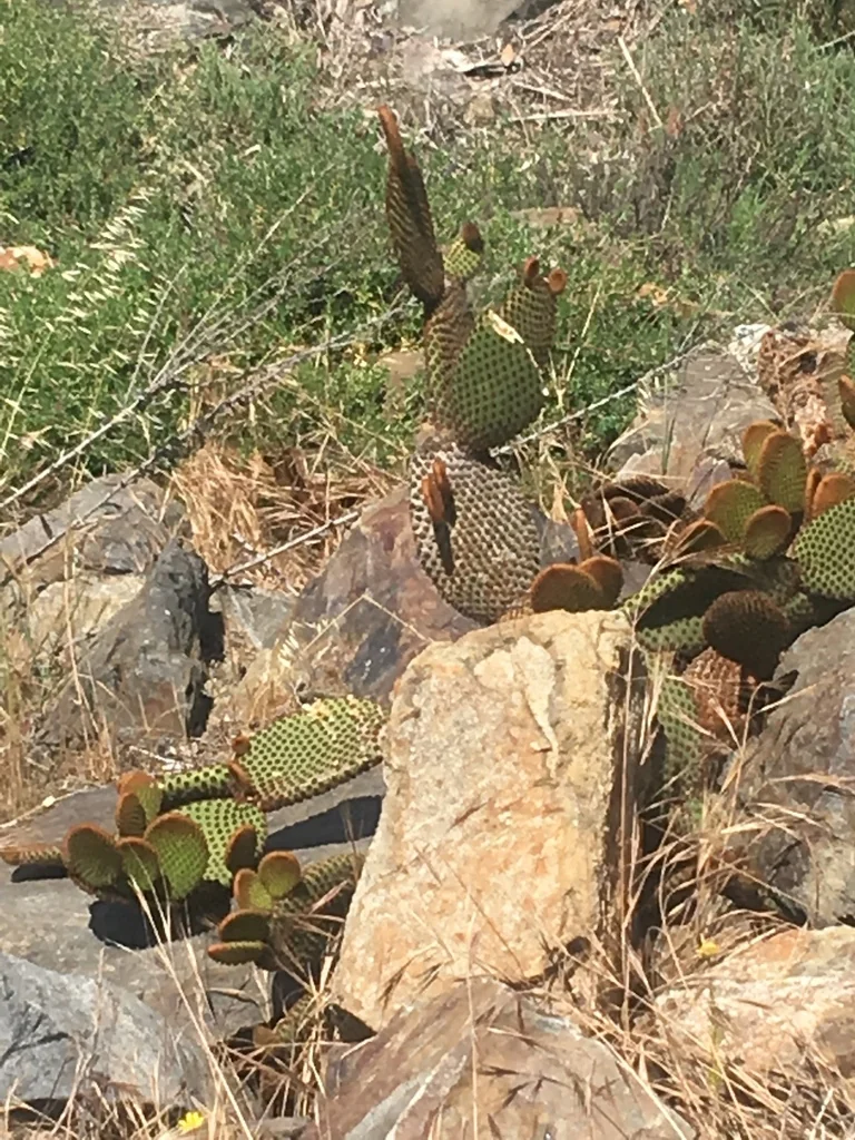 Opuntia Microdasys
