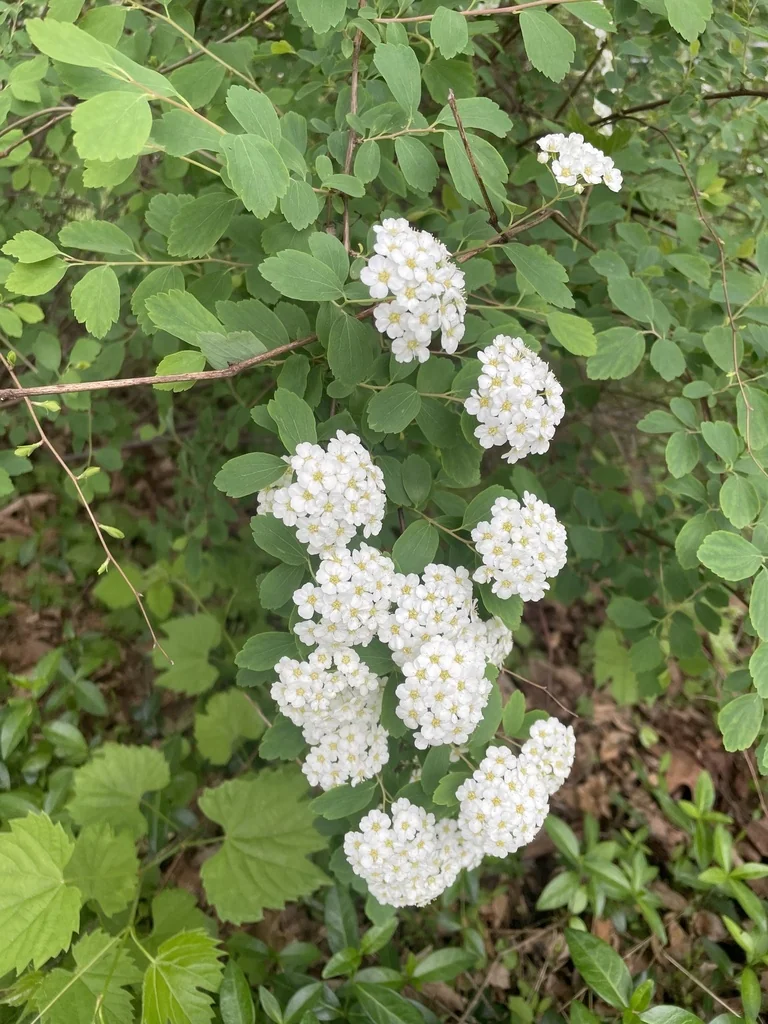 Spiraea betulifolia
