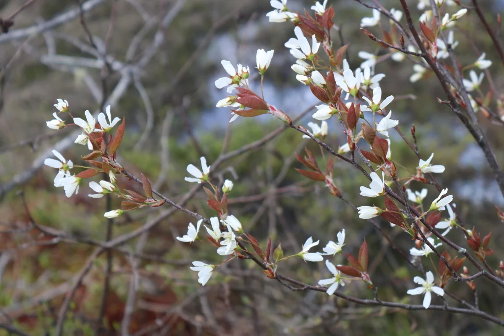 Amelanchier Laevis