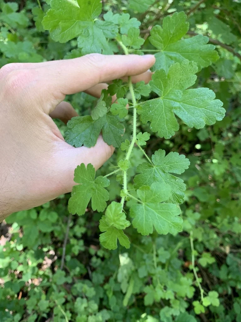 Ribes Menziesii