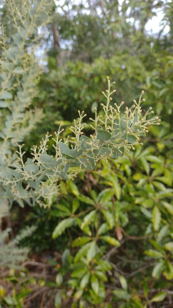 Acacia Cultriformis