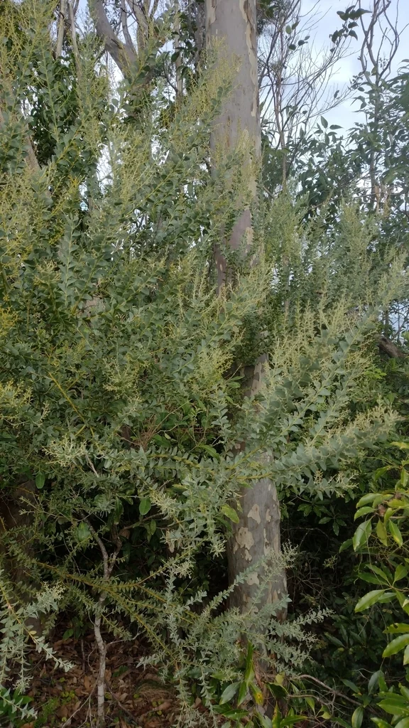 Acacia Cultriformis