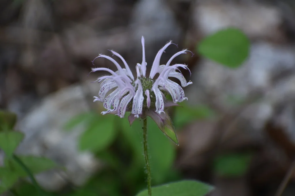 Monarda Bradburiana