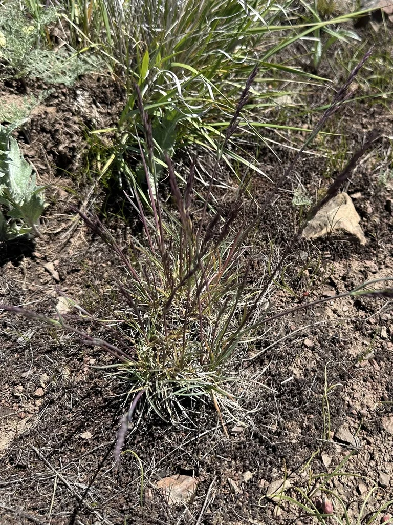 Poa Secunda