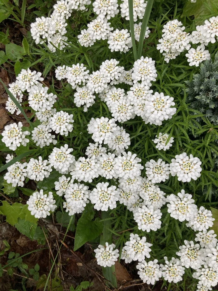 Iberis Sempervirens