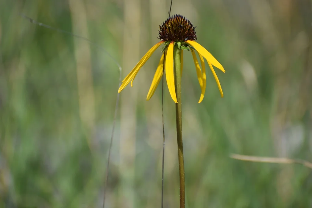 Echinacea Paradoxa