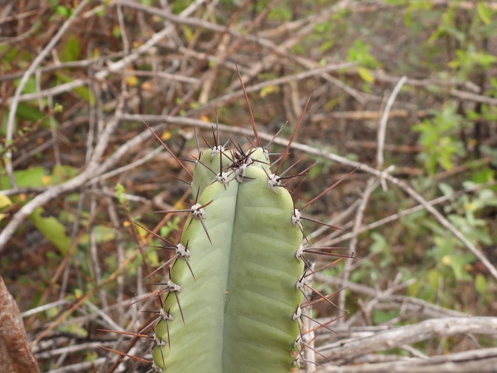 Cereus Hexagonus