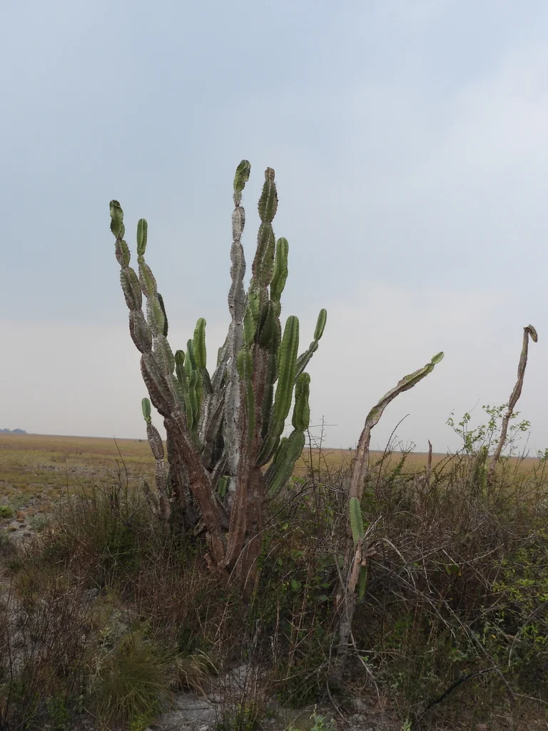 Cereus Hexagonus