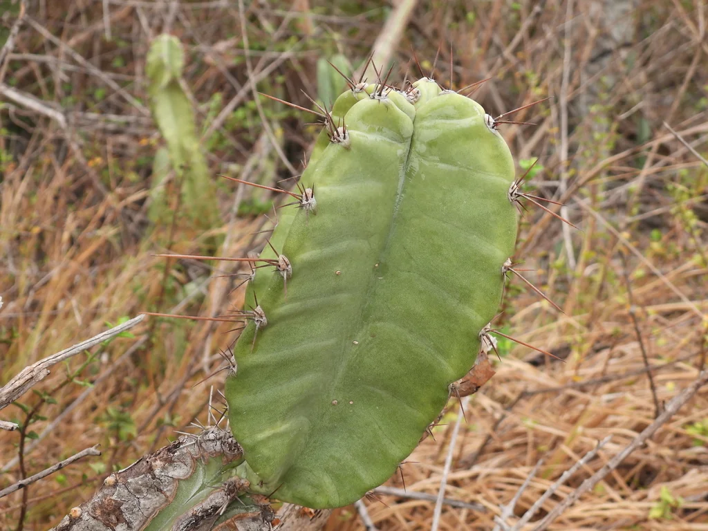 Cereus Hexagonus