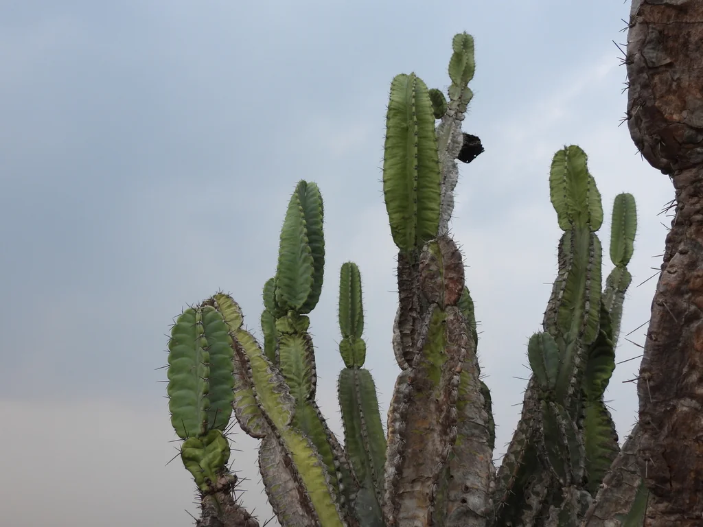 Cereus Hexagonus