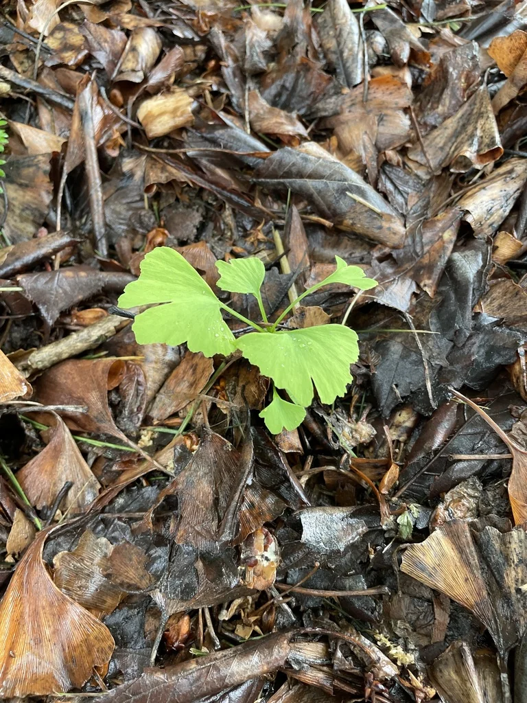 Ginkgo Biloba