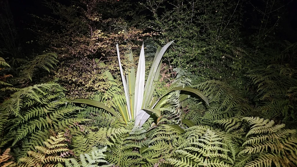 Cordyline Indivisa