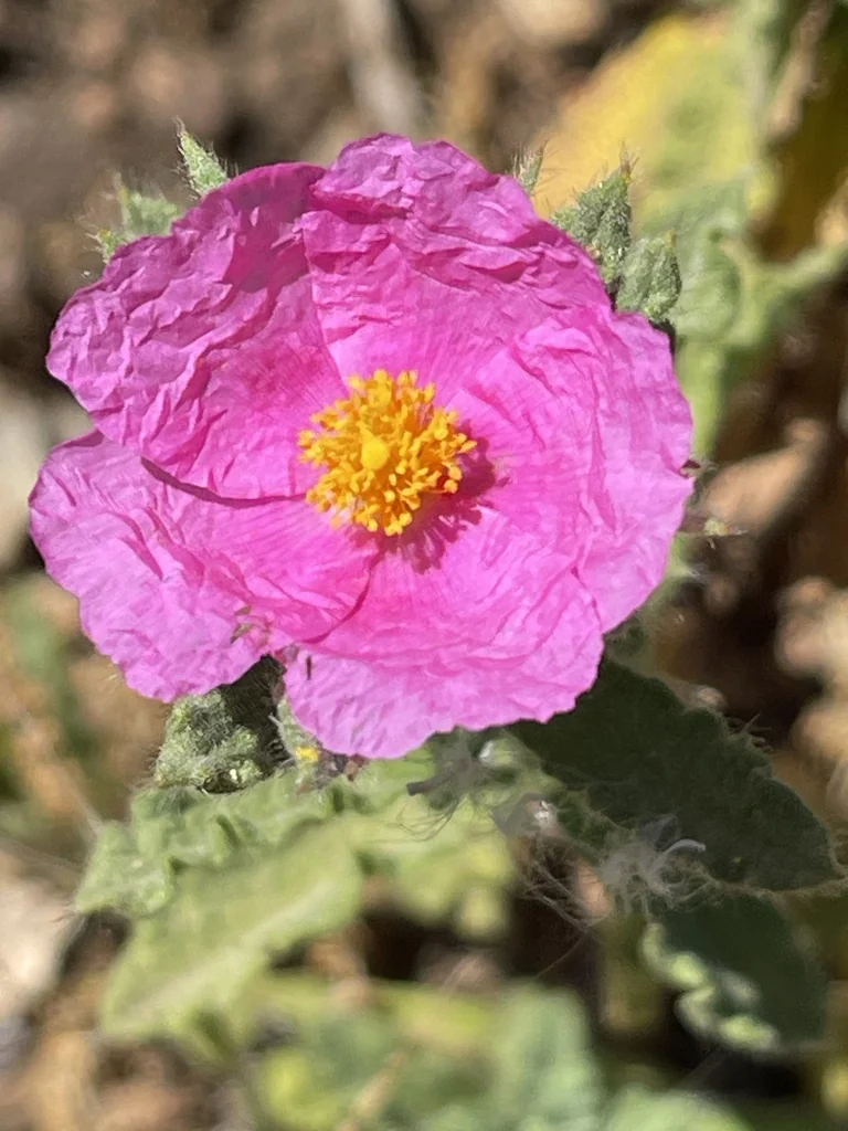 Cistus Crispus