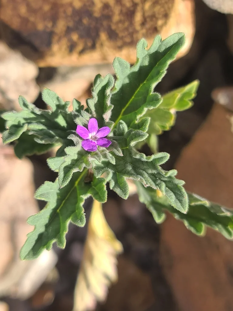 Verbena Gooddingii