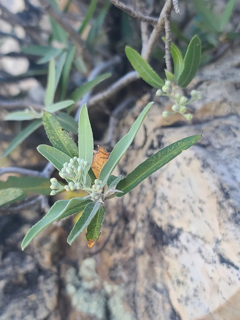 Vauquelinia Californica