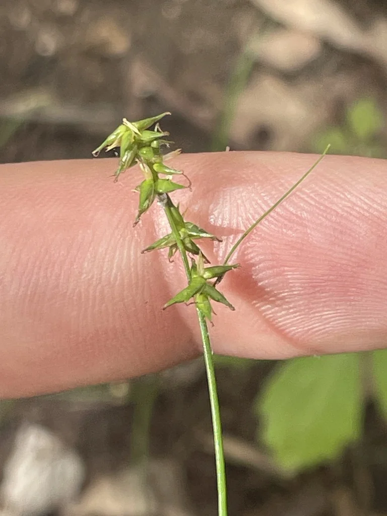 Carex Texensis