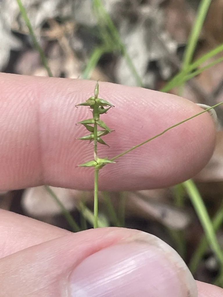 Carex Texensis