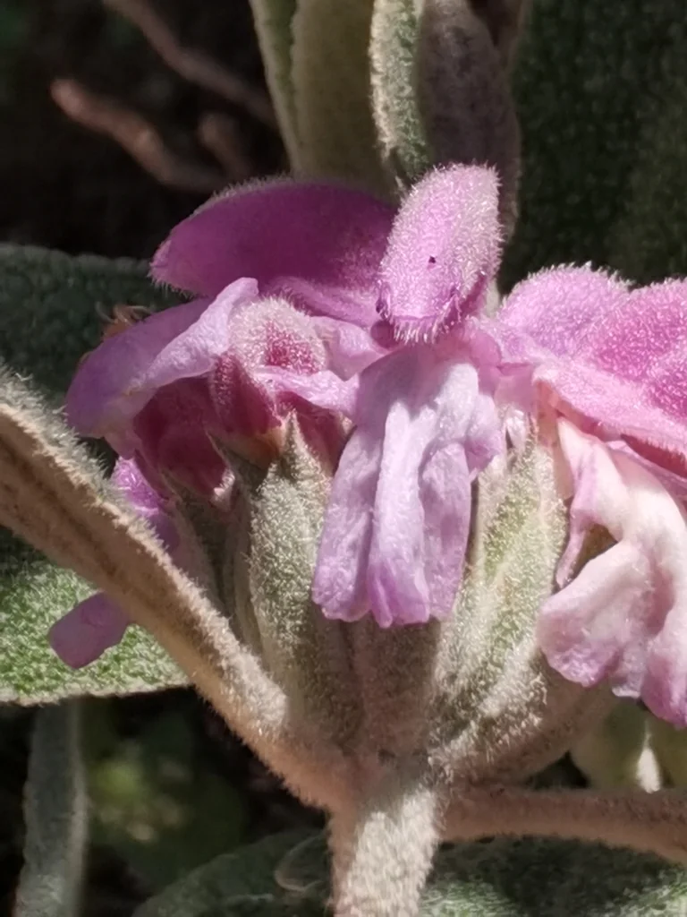 Phlomis Purpurea