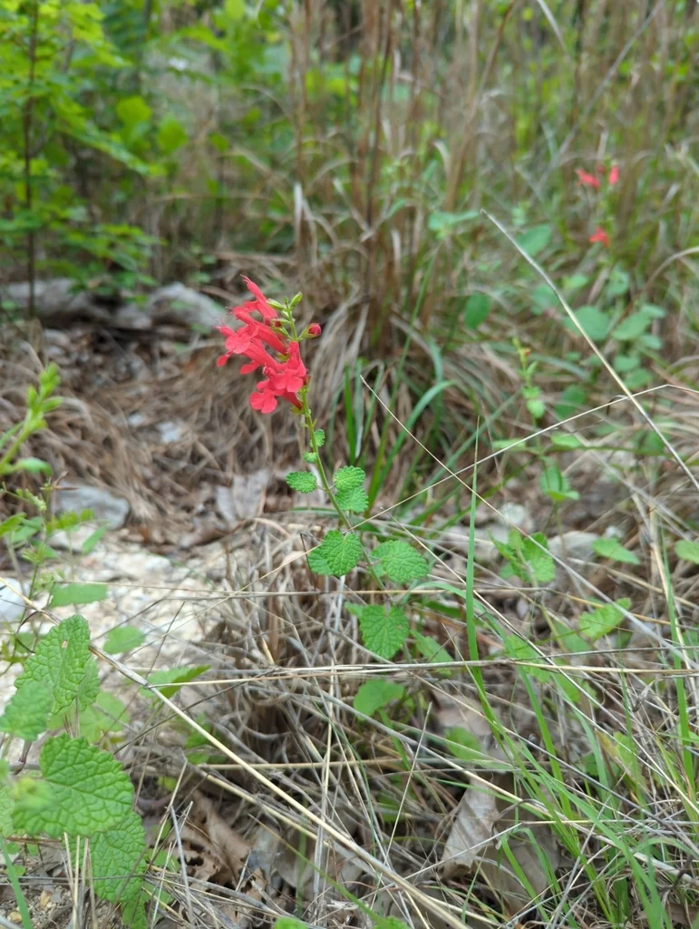 Salvia Roemeriana